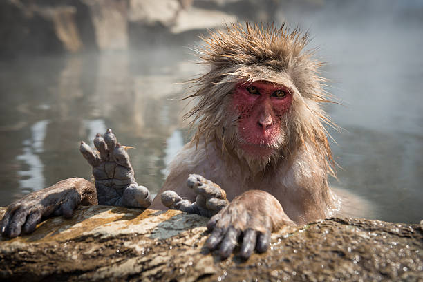 istock Japanese snow monkey in the hot spa,Japan. 485869882