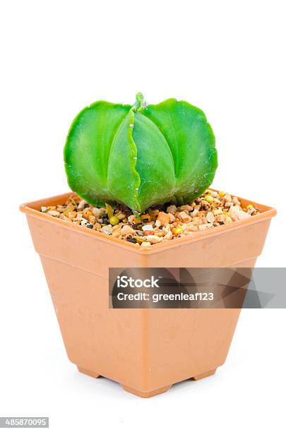 Green Cactus Isolated On White With Clipping Path Stock Photo - Download Image Now - Agave Plant, Botany, Cactus