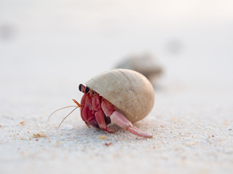 red hermit crab in sea