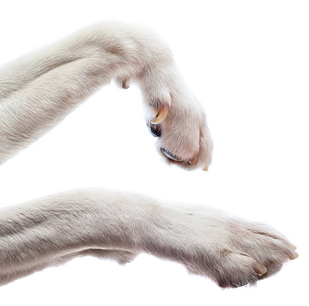 Paws of a dog Paws of a dog , isolated on white  background animal finger stock pictures, royalty-free photos & images
