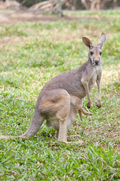 istock Wallaby with a Joey in the pouch 485870847