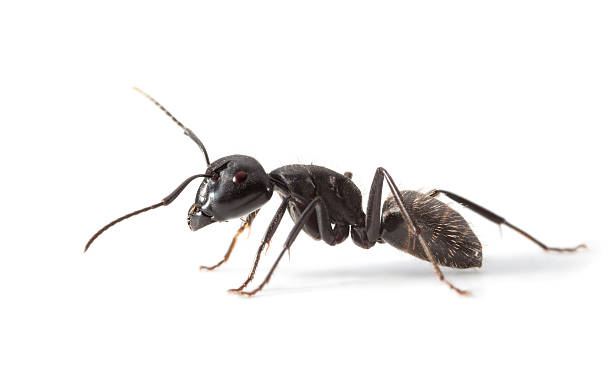 hormiga vista lateral - hormiga fotografías e imágenes de stock