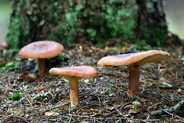 istock Red Hot Milk Cap Mushrooms - Lactarius Rufus 485871058