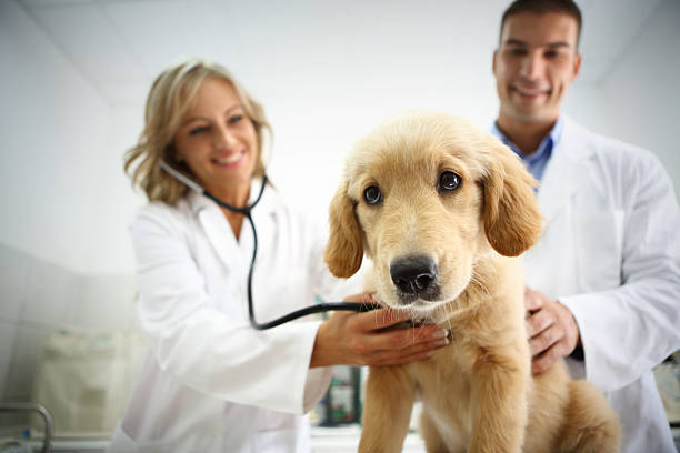 istock Sad puppy at vet's office. 485871239