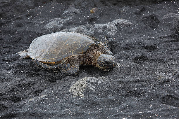 istock Beautiful endangered green sea turtle 485871538