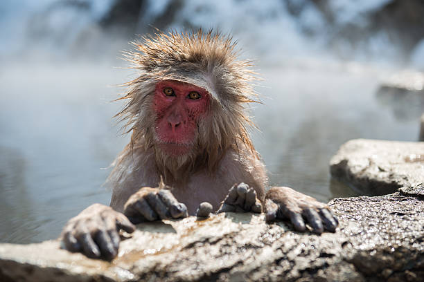istock Japanese snow monkey in the hot spa,Japan. 485871642