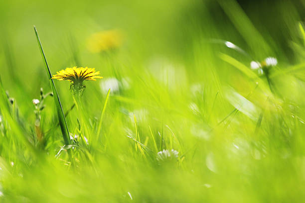 istock Daisy and dandellon flowers in green grass 485871860