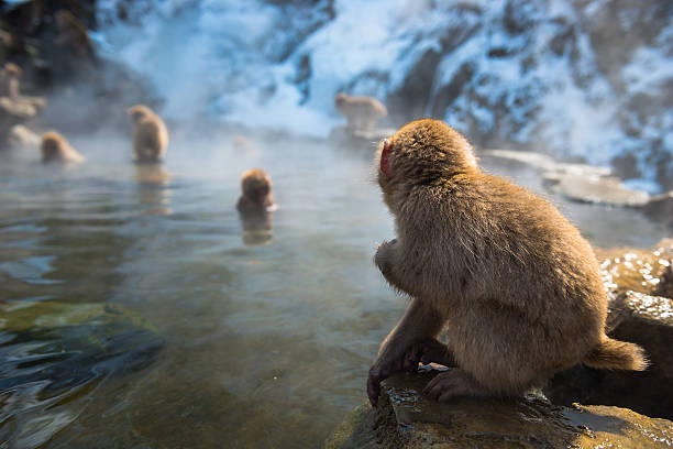 istock Japanese snow monkey in the hot spa,Japan. 485872262