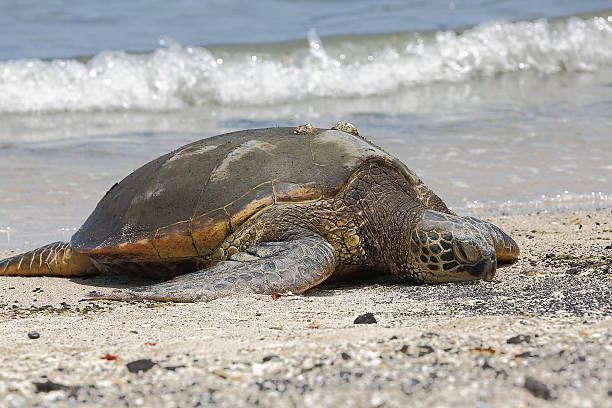bellissimo tartaruga verde, una specie in pericolo d'estinzione - specie in pericolo destinzione foto e immagini stock