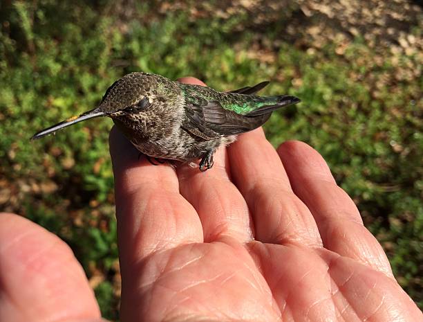 istock Hummingbird rescued after collision with window 485872770