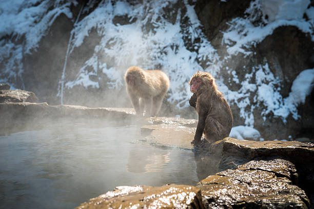 istock Japanese snow monkey in the hot spa,Japan. 485872788