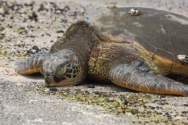 bellissimo tartaruga verde, una specie in pericolo d'estinzione - specie in pericolo destinzione foto e immagini stock