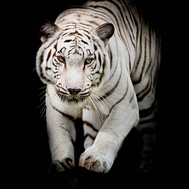 istock White tiger jumping isolated on black background 485873792
