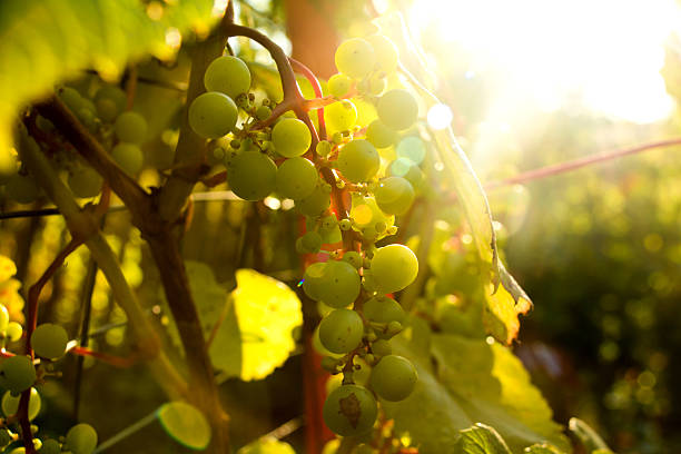 istock Bunch of white grapes in the setting sun. 485874264