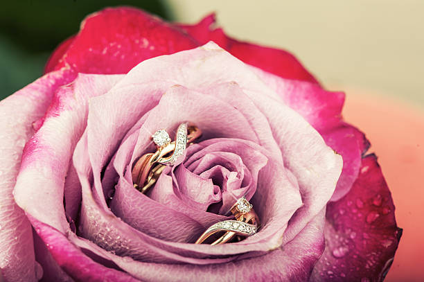 gold diamond earrings in beautiful rose flower stock photo