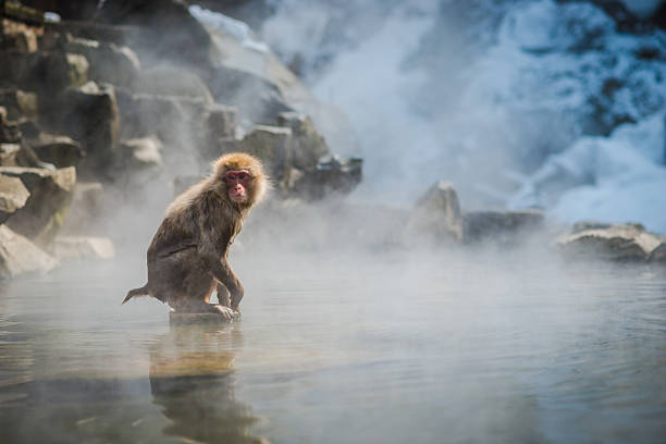 istock Japanese snow monkey in the hot spa,Japan. 485874426