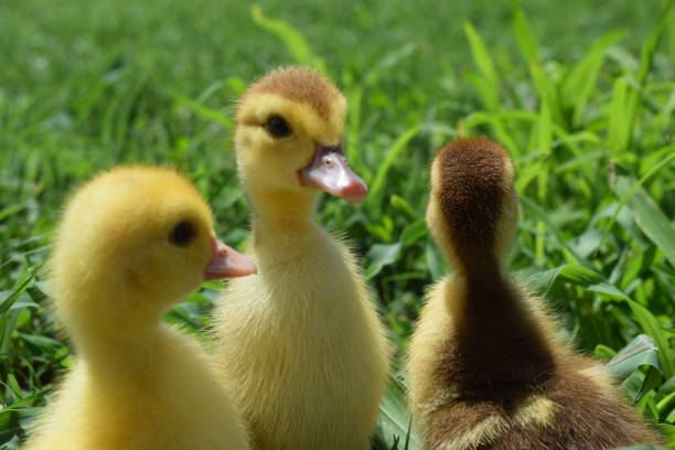 istock Ducklings of a musky duck 485874844
