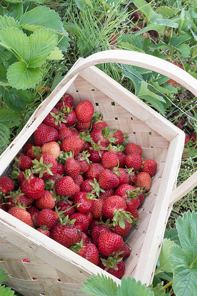 istock Ripe strawberries in basket 2 485875134