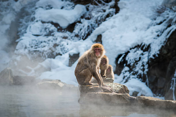 istock Japanese snow monkey in the hot spa,Japan. 485875328