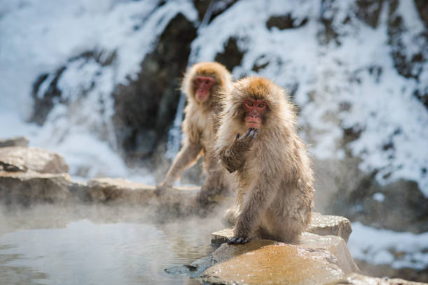 istock Japanese snow monkey in the hot spa,Japan. 485875574
