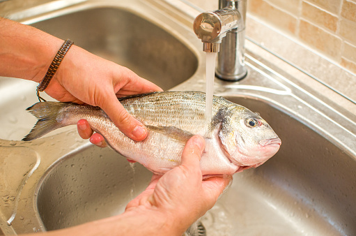 hands washing raw gilthead fish food in kitchen sink flowing water