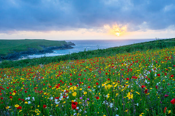 istock Wild flowers at Porth Joke Cornwall 485876086