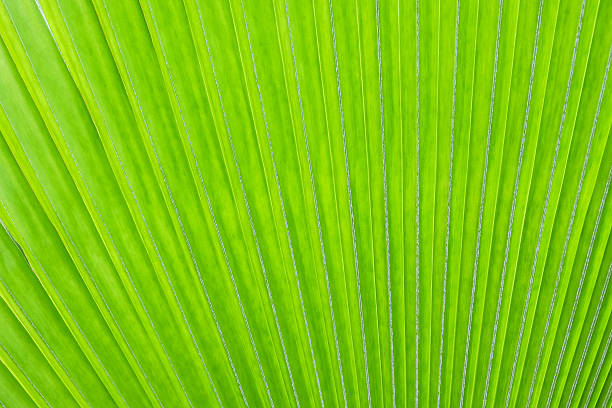 istock Lines abstract image of Green Palm leaves 485878134