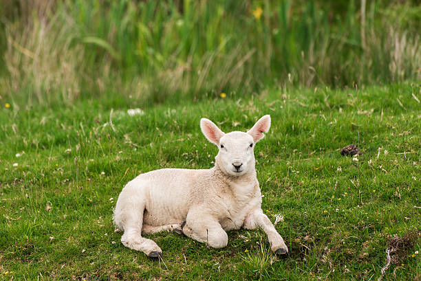 istock Lamb in Neist Point fields, isle of Skye, Scotland 485878156