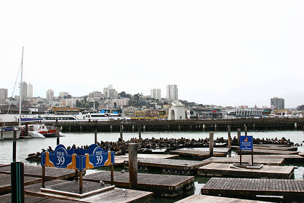 istock San Francisco Pier 39 sealions 485878359