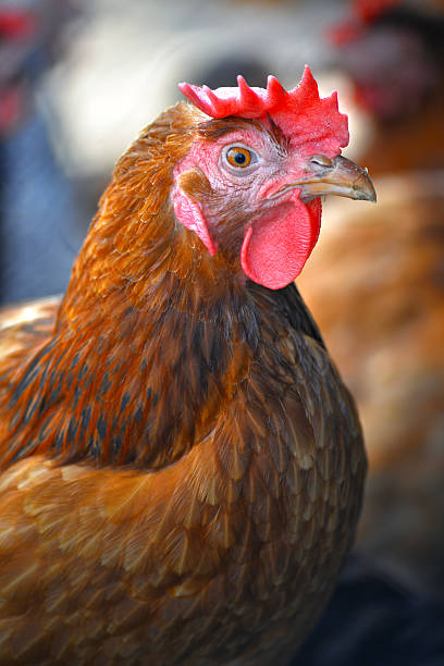 istock Chickens on traditional free range poultry farm 485878676