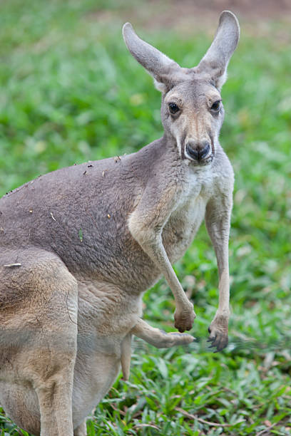 istock Wallaby with a Joey in the pouch 485879333
