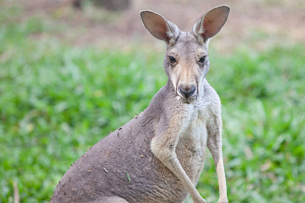 istock Wallaby with a Joey in the pouch 485879339