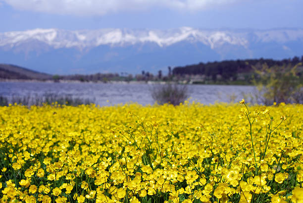 Amarillo flores - foto de stock