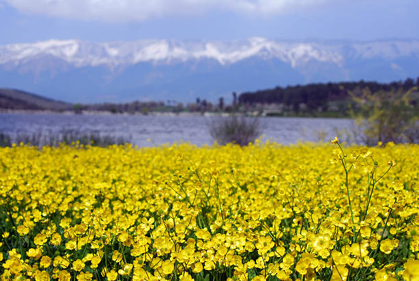 Fleurs jaunes - Photo