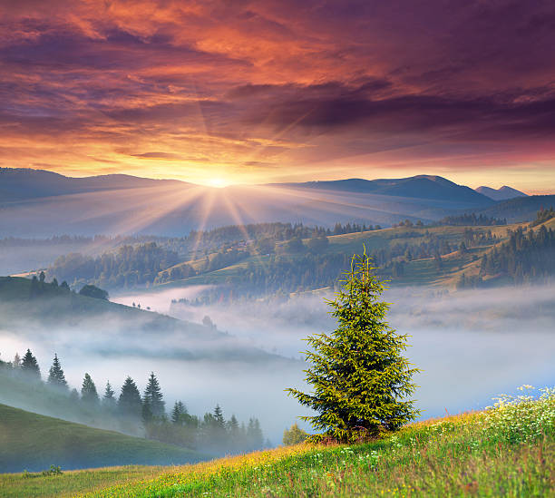 istock Foggy summer sunrise in the mountains 485879615