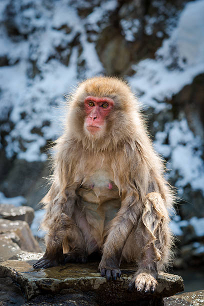 istock Japanese snow monkey in the hot spa,Japan. 485879734