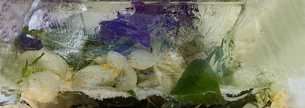 istock Frozen   flower of         jessamine and campanula 485879848