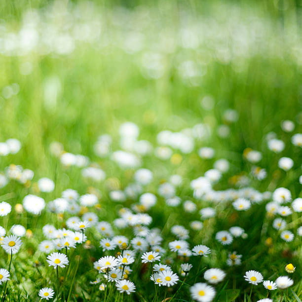 istock Green meadow with daisies flowers defocused background 485880064
