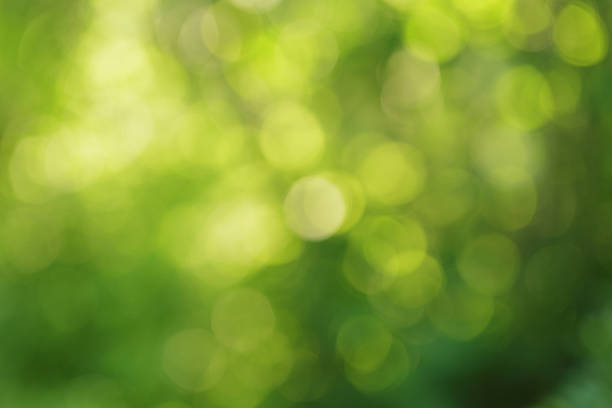 istock natural green summer bokeh background 485880610