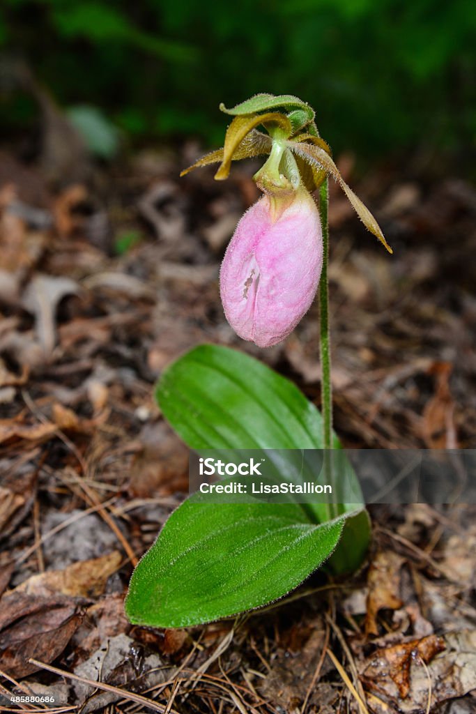 Lady's Slipper wildflower This lady's slipper wildflower is a sensual flower with it's feminine appearance and it's light pink color the texture adds to the overall image. I made this image on 14/05/2015 using my Nikon D 610. M 1/100 f5.6 ISO 400 7 mm. It is a full size 7.8 MB, vertical image 2015 Stock Photo