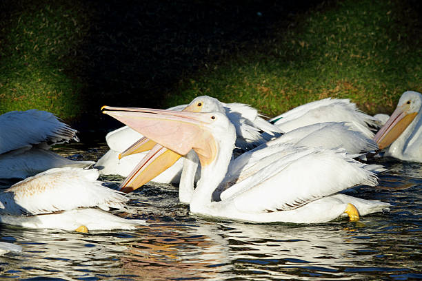 Pelicans White Pelicans swimming in a pond. palm desert pool stock pictures, royalty-free photos & images