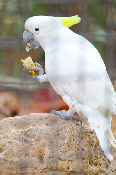 istock sulphur crested cockatoo in a cage 485881017