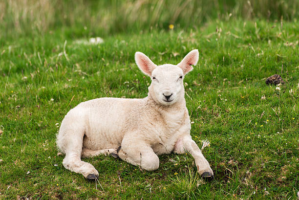 istock Lamb in Neist Point fields, isle of Skye, Scotland 485881426