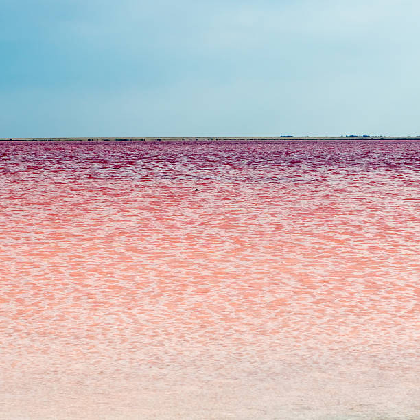 istock Salty pink lake 485881536
