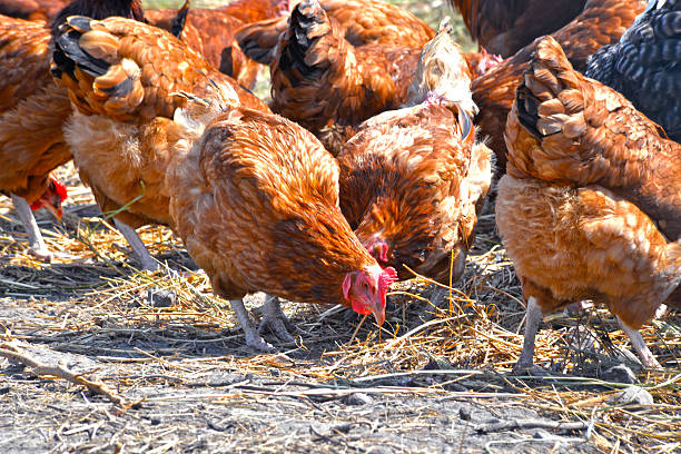 istock Chickens on traditional free range poultry farm 485881660
