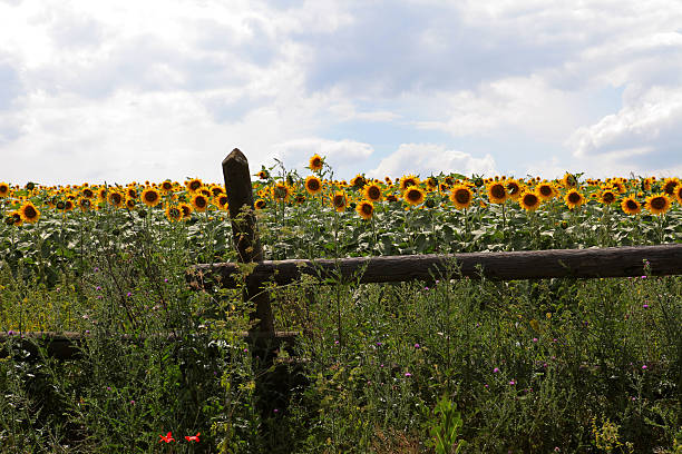 Sunflowers - fotografia de stock