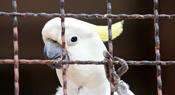 sulphur crested cockatoo w klatkach - sulphur crested cockatoo zdjęcia i obrazy z banku zdjęć