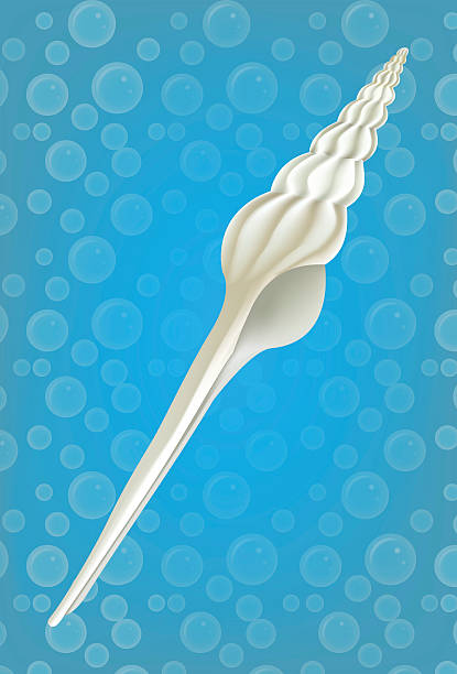 Whelks Shell Vector 2,400+ Whelk Shell Stock Photos, Pictures & Royalty-Free Images - iStock