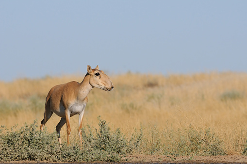 Critically endangered wild Saiga antelope (Saiga tatarica) near watering in steppe. Federal nature reserve Mekletinskii, Kalmykia, Russia, August, 2015