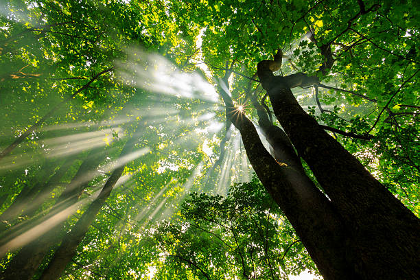 istock Rays of light in morning green forest 485882420